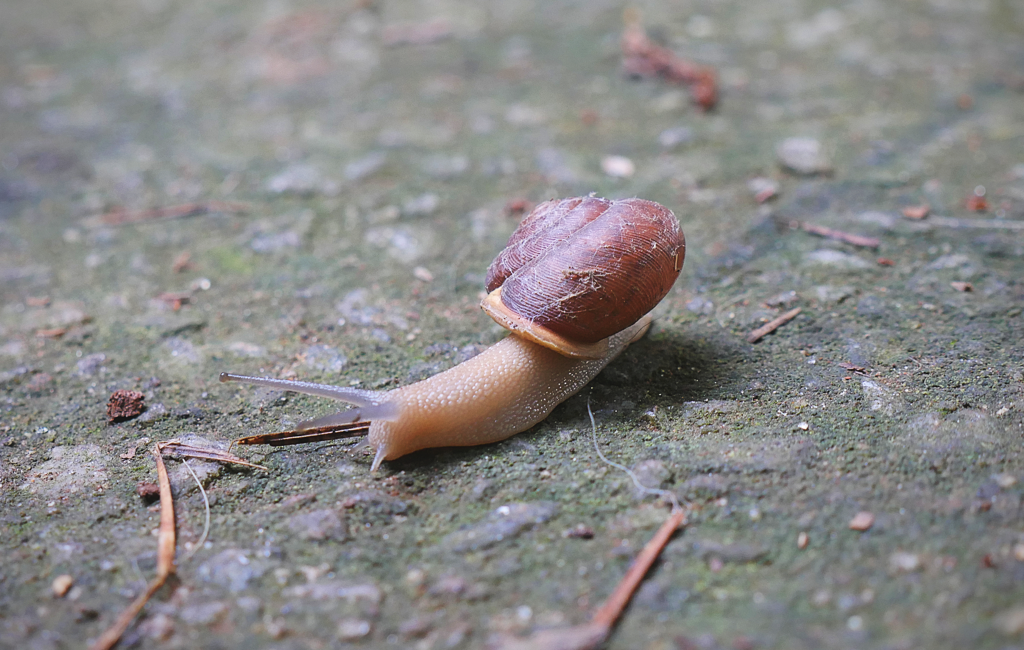 Snail1